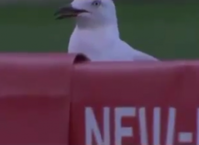 The lucky seagull.