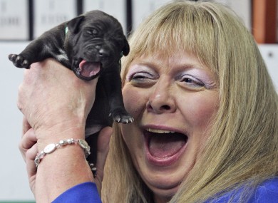 Bernann McKinney from the US holds one of five pitbulls cloned from her deceased pet 'Booger'. (File 2008)