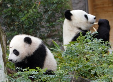Yun Zi, left, the five-month-old panda cub plays in one of the panda exhibit areas at the San Diego Zoo.