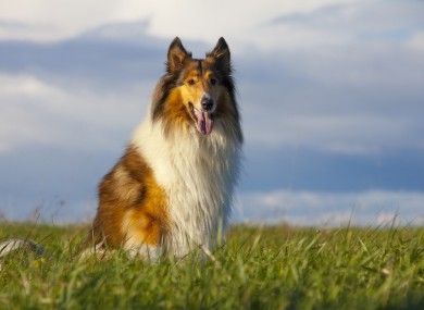 File photo of Collie dog.