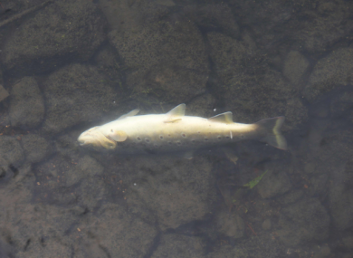 File photo of a dead fish from a separate incident on the Tolka River.