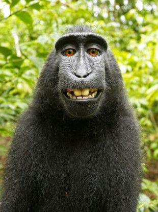 The selfie of the monkey which appeared in the wildlife book.
