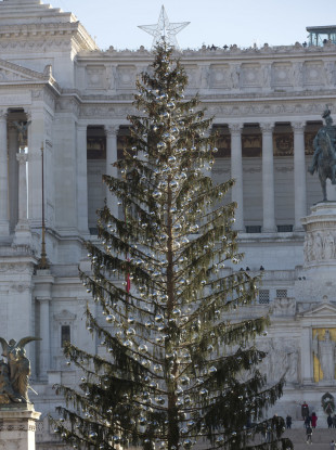 Rome's official Christmas tree stands in Piazza Venezia Square.