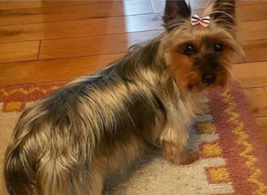 Trixie is a 12-year-old Yorkshire terrier.