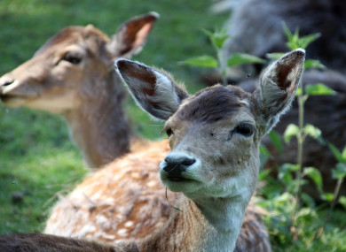 Fallow deer