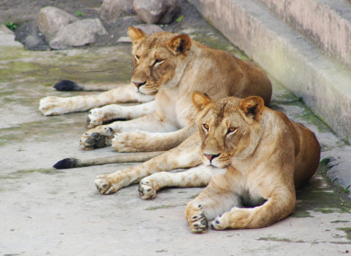 The lion was killed so the worker could be removed. (File picture)