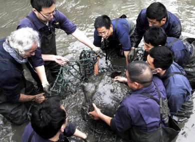 Researchers lift the turtle out of the water.
