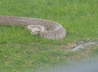 The snake, named Sammi by rescuers, is described as “hanging in there” but it is still very uncertain as to whether she will pull through.