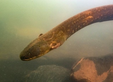 One of the newly-discovered species of eel.