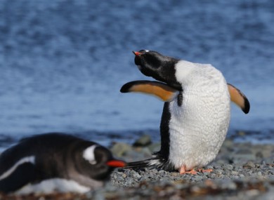 Penguins near the Great Wall station in Antarctica.