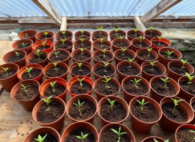 The suspected cannabis plants in an early stage of growth.