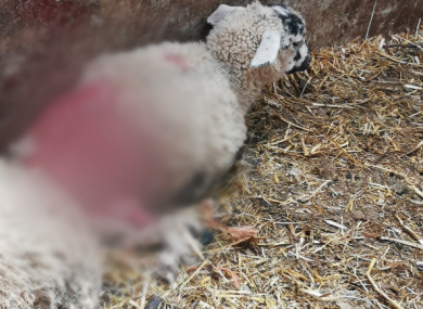 A photo of a sheep that was attacked by a dog in Tipperary.