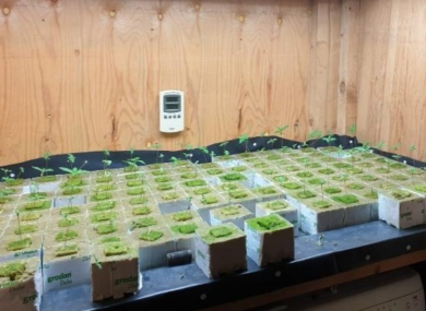 Plants seized from the cannabis grow house in Cavan.