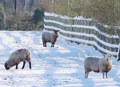 Sheep in snowy fields in Athy, Co Kildare. March 2019.