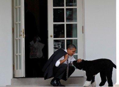 Barack Obama with Bo at the White House in 2012.