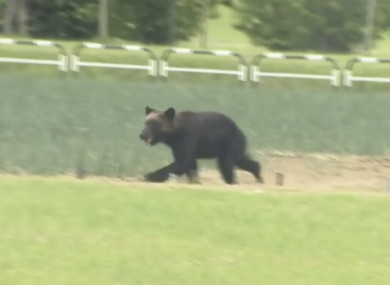 The wild brown bear wounded four people, entered a military camp and disrupted flights at an airport.