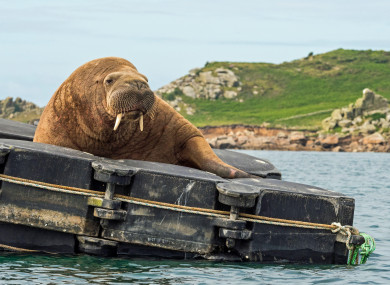 Wally the walrus at the Isles of Scilly in July.