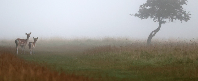 Deer in the Phoenix Park in Dublin this morning.