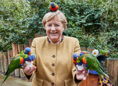 Angela Merkel on the campaign trail this week.
