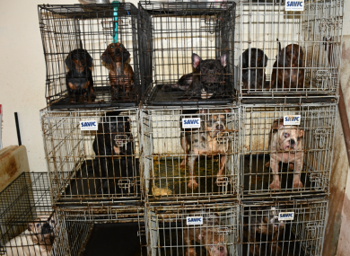 Some of the dogs seized by Gardaí during the search.