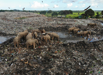 Wild elephants scavenge for food at an open landfill in Pallakkadu village in Ampara district