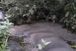 Photo of the oil in the pond