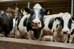 Irish Farmers’ Association president Francie Gorman described the proposals as a 'ammer blow' for the sector.