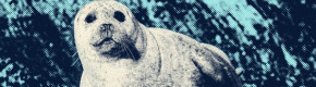 Dead seals washing up on Irish coasts more than double in three years