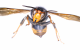 An Asian Hornet (the kind known for bullying bees) has been found and captured in Cork