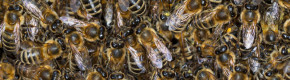 Woman (70s) dies after being stung by bees in Co Mayo