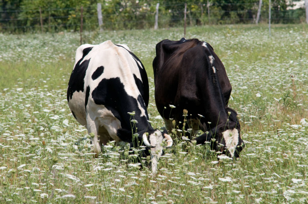 Sorry! Image not available at this time