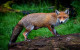 Poll suggests large majority in favour of ban on foxes getting hunted for sport 