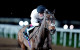 Constitution Hill '50-50' to run in Champion Hurdle 