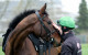 Barry Geraghty: Supreme Novices' fancy Mighty Park 'could be something really special'