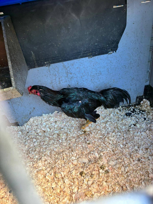 Man charged with animal cruelty as part of operation into alleged cock fighting in Tipperary