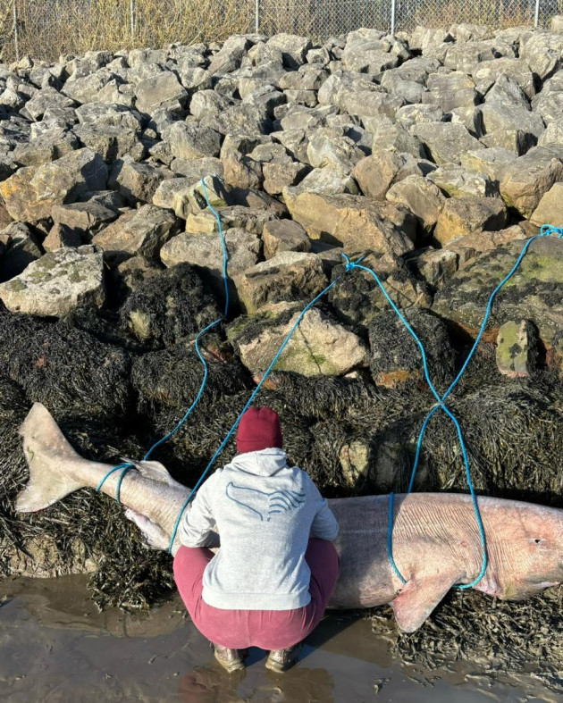 Rare Greenland shark washes up in Sligo
