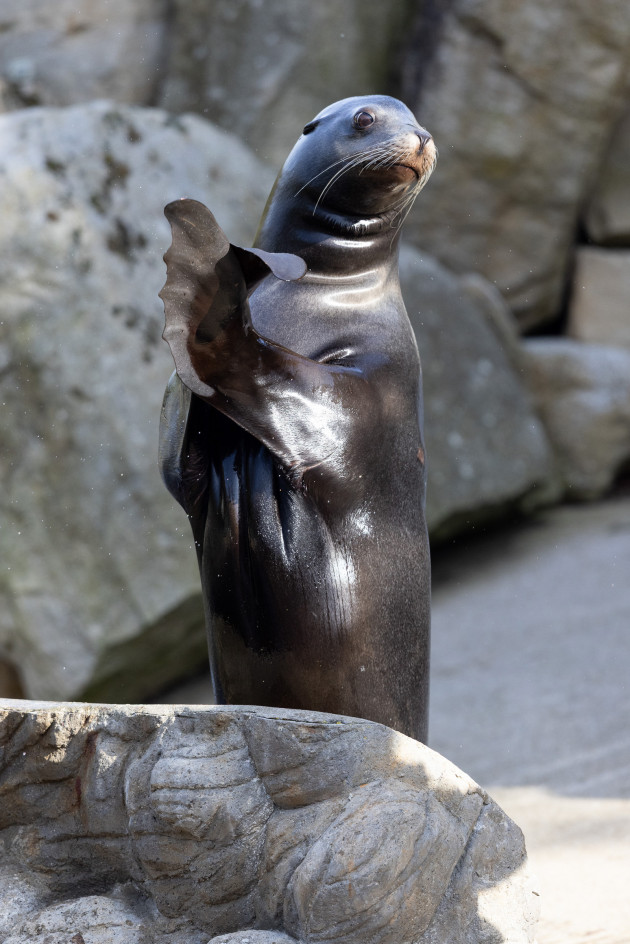 Spring has sprung at Dublin Zoo with several new arrivals, including a sea lion from Mallorca