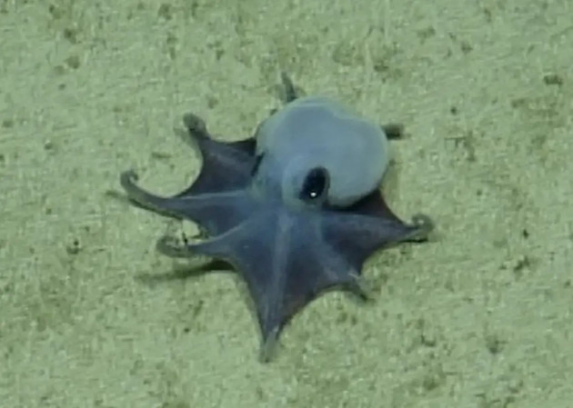 Tiny, blue, golf ball-sized octopus confirmed as new deep-sea species