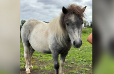 Relief as rescued pony, who was stolen from My Lovely Horse Rescue charity, found safe