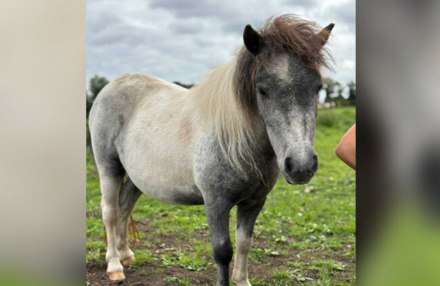 Relief as rescued pony, who was stolen from My Lovely Horse Rescue charity, found safe