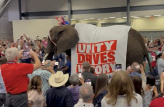 Elephant 'makes a splash’ at Republican Party convention in Texas and urinates on arena floor
