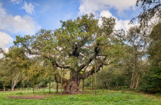 This 1,000-year-old oak tree in England with links to the legend of Robin Hood has died