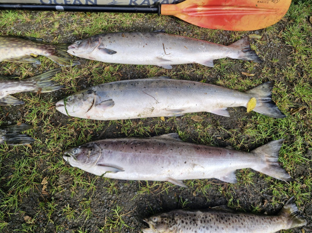 Over 20,000 fish thought dead in 'significant kill' caused by agricultural discharge in Co Louth