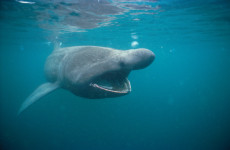 New study shows Irish waters offer important refuge for endangered basking sharks