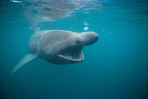 New study shows Irish waters offer important refuge for endangered basking sharks