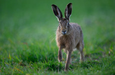 Hare coursing group refuse to provide evidence of claim coursing adds €70m to economy annually