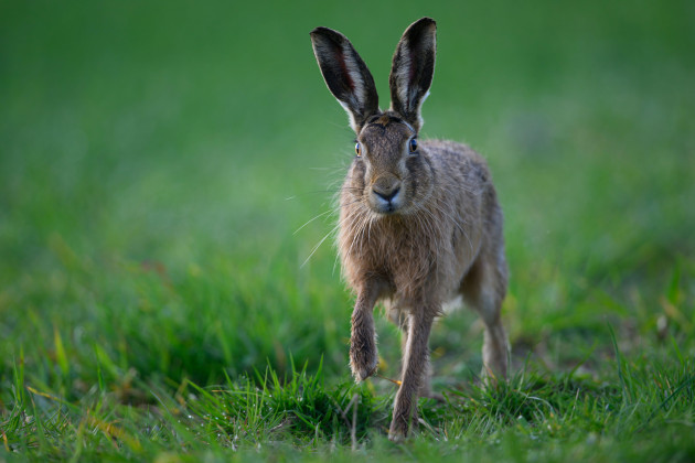 Hare coursing group refuse to provide evidence of claim coursing adds €70m to economy annually