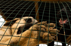 Bred, abused and abandoned for profit: The cruelty behind Ireland's puppy farms
