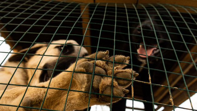 Bred, abused and abandoned for profit: The cruelty behind Ireland's puppy farms