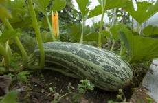 Veg grower says weather is causing a 'drastic decline' in orders as people don't want to cook